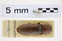 Foto (Dorsalansicht) von Pristilophus punctatissimus (Ménétriés, 1851) (NHMW-ZOO-COL-0008395)